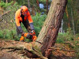 How Our Tree Care Process Works  in  Lexington, KY